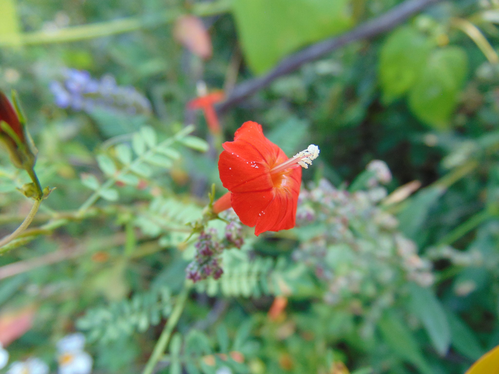Ipomoea cholulensis